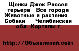 Щенки Джек Рассел терьера - Все города Животные и растения » Собаки   . Челябинская обл.,Карталы г.